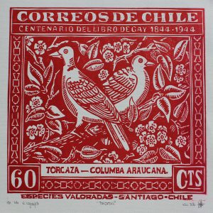 Xilografía fauna chilena Torcazas